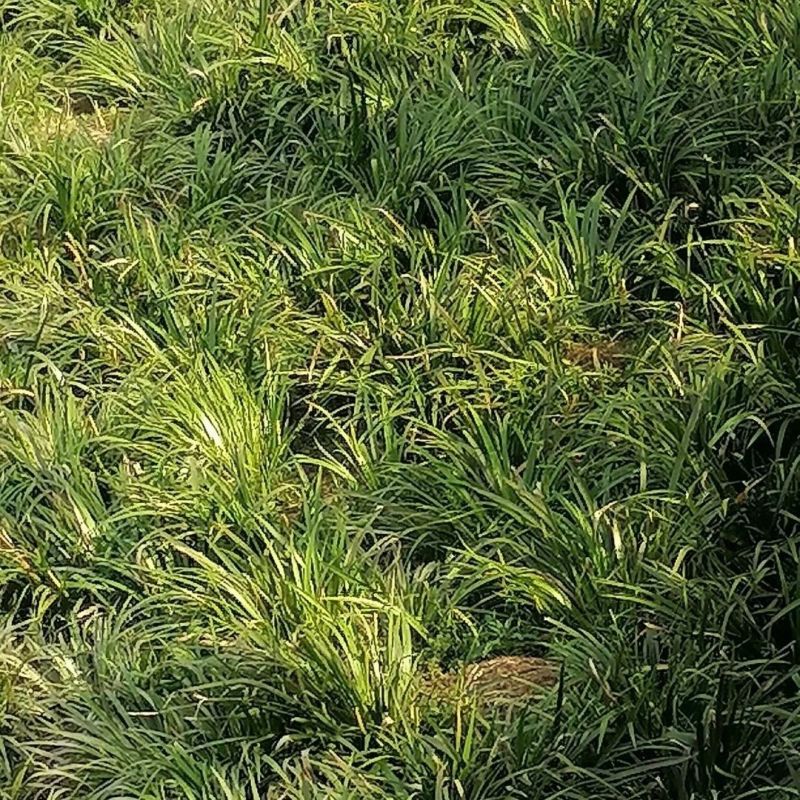 石菖蒲苗