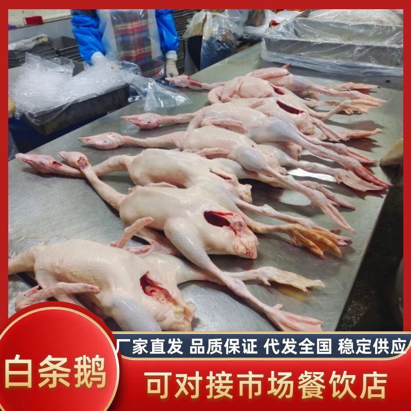 白条鹅，新鲜宰杀，源头厂家，干净无毛，只做白条鹅系列