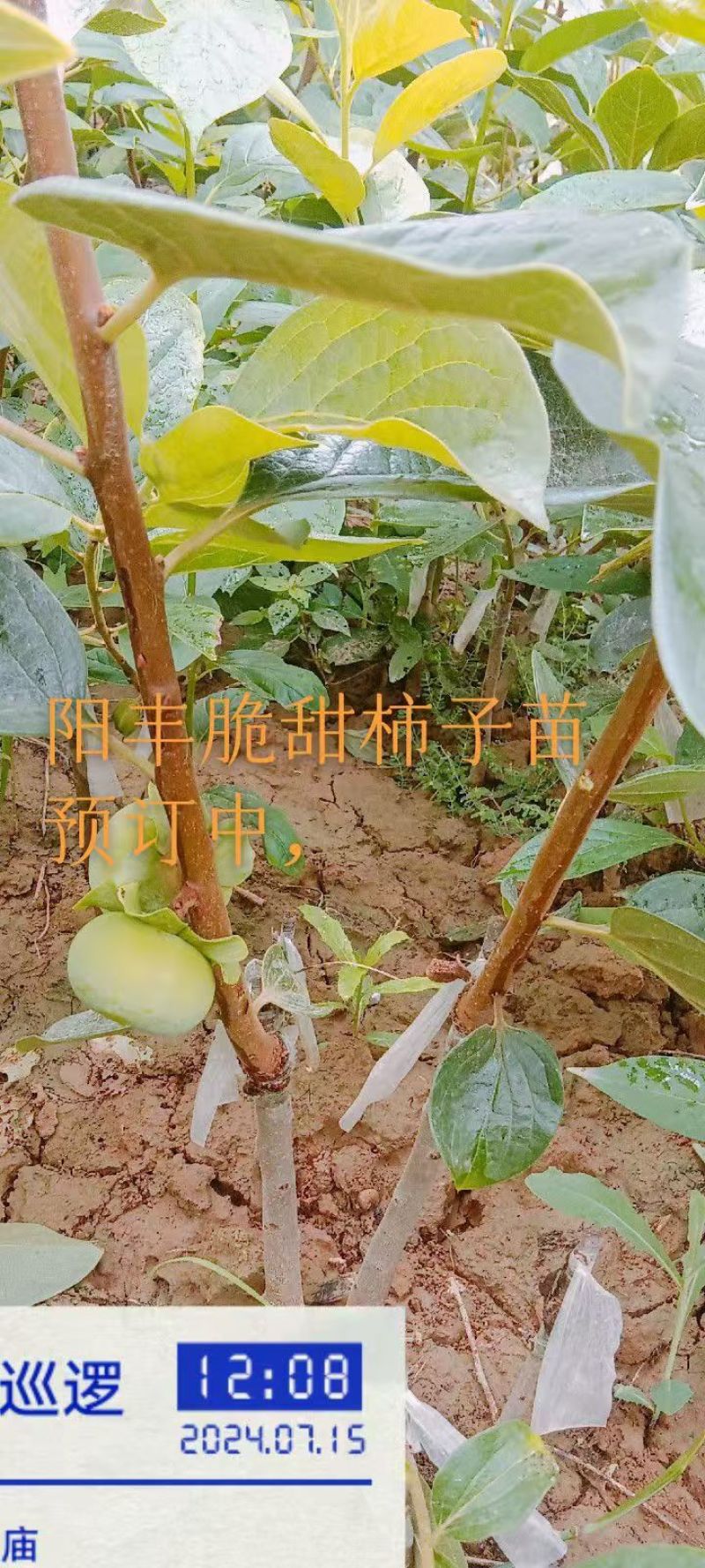 阳丰脆甜柿子树苗