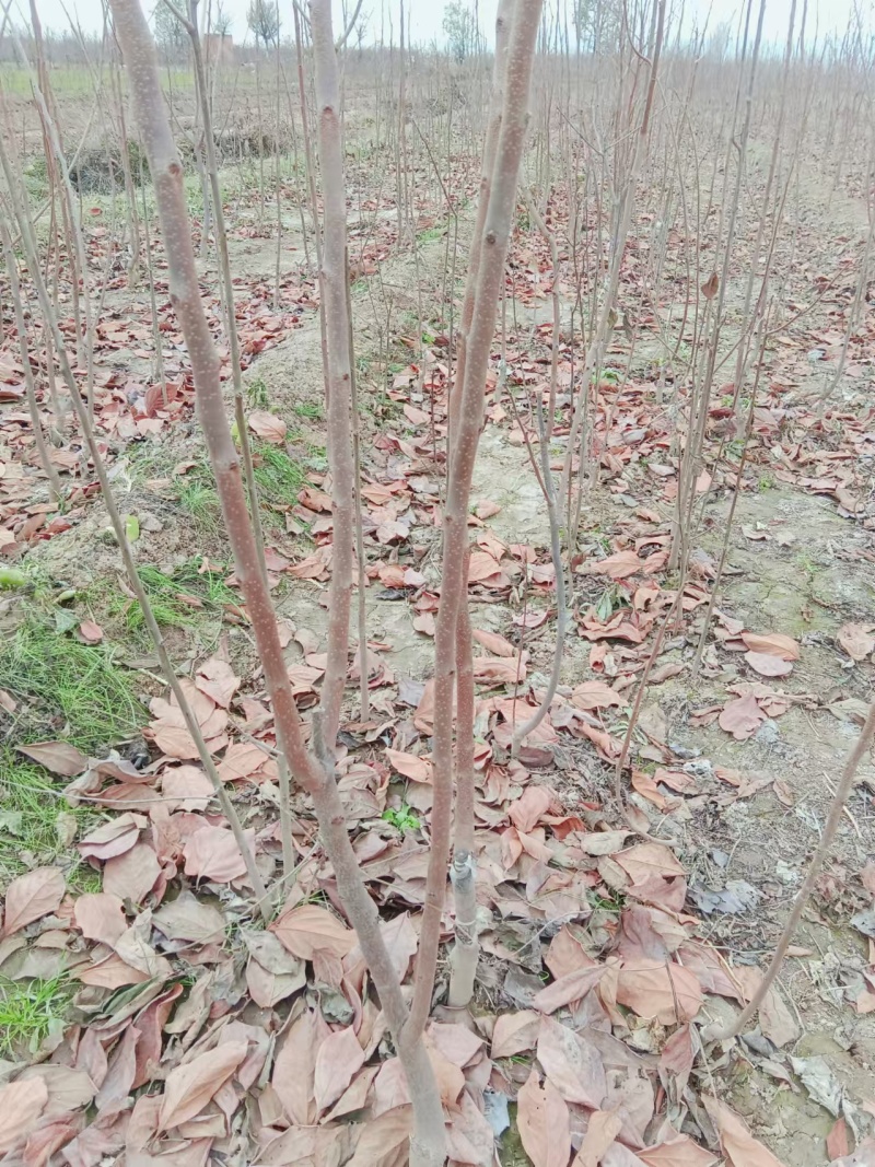 阳丰脆甜柿子树苗