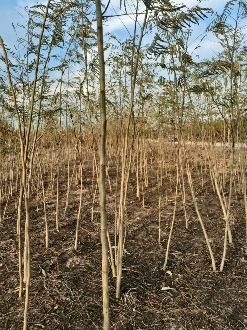 合欢树