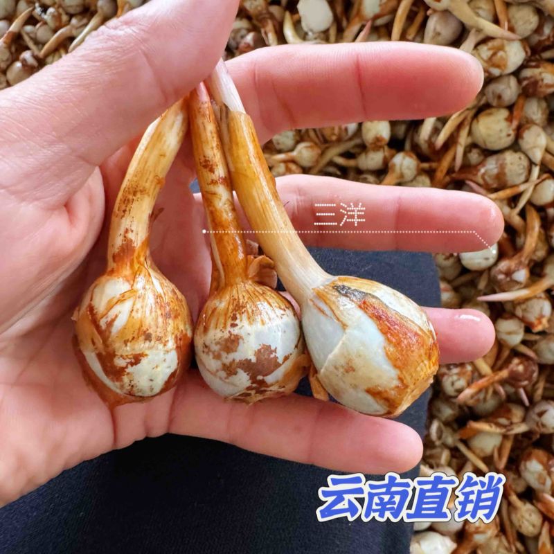 产地直销】云南慈姑大中小号茨菇一手货源全国发货欢迎咨询