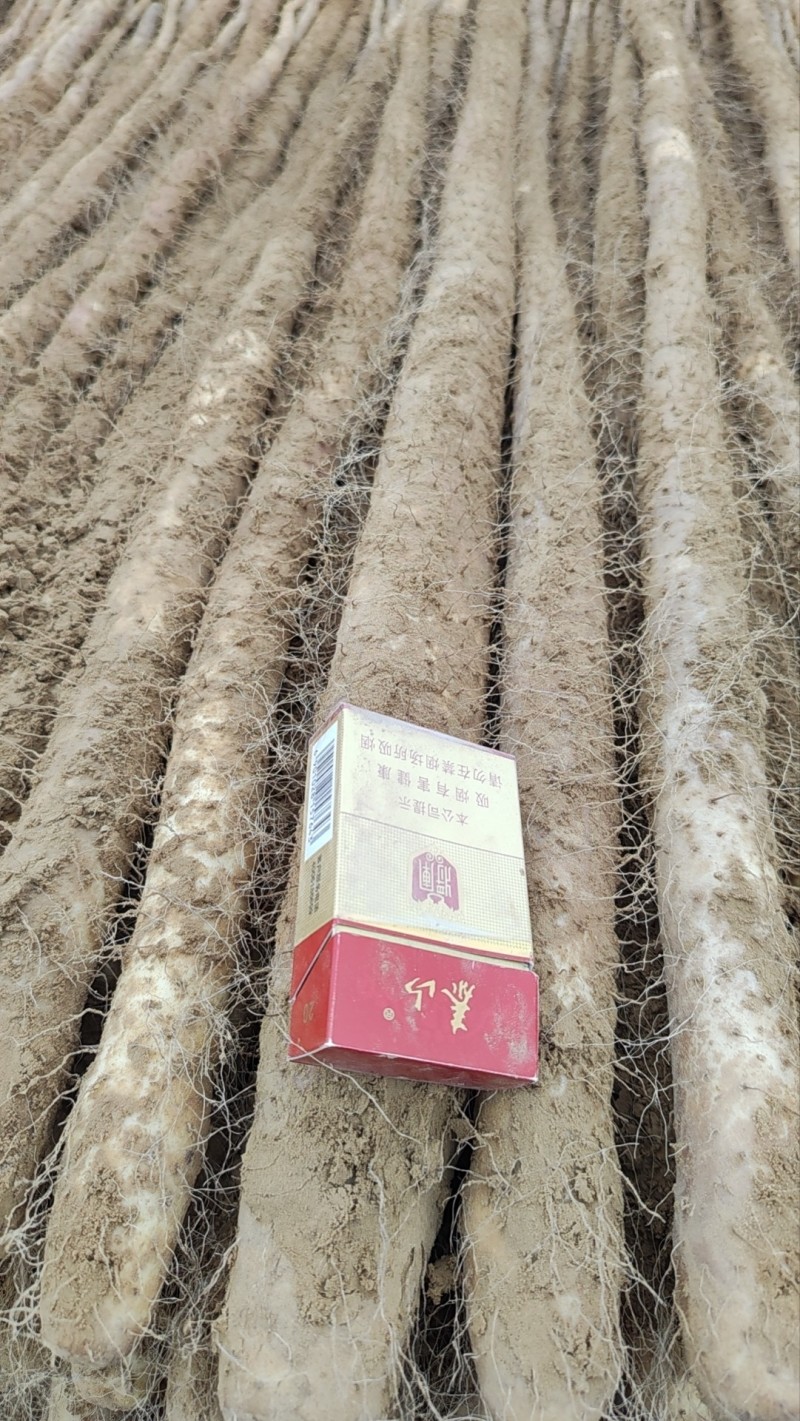 西施山药新鲜山药货源充足稳定电商市场商超货源