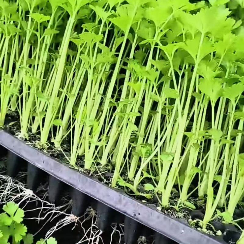 精品穴盘芹菜苗，地拔苗，大量有货保质保量
