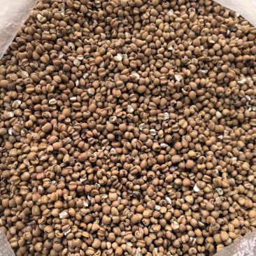 缅甸进出小黑壳薏仁米