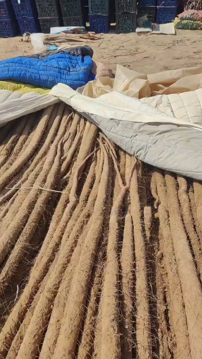 精品西施山药，大货，通货，二路。各种规格齐全