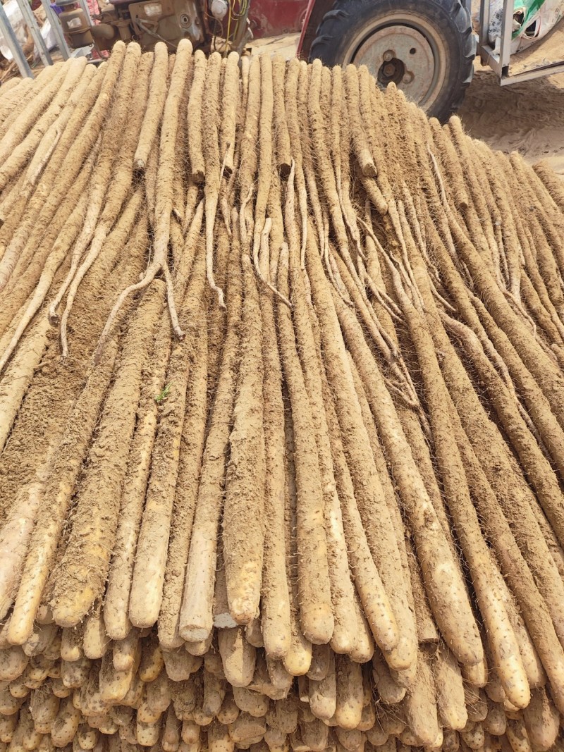 精品西施山药，大货，通货，二路。各种规格齐全