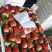优质草莓妙香/久香/天仙醉草莓🍓基地直发一件代发可定制
