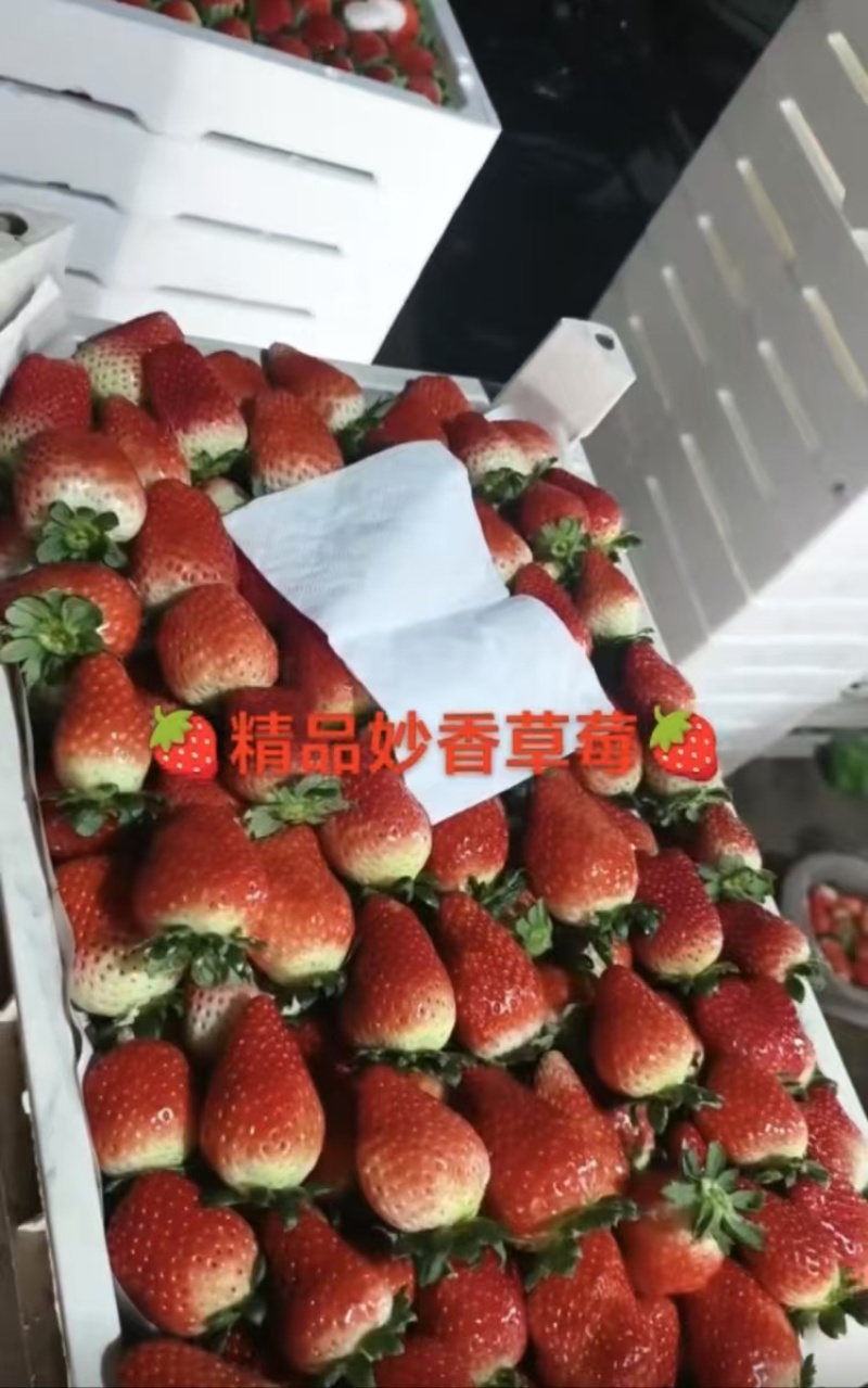 优质草莓妙香/久香/天仙醉草莓🍓基地直发一件代发可定制