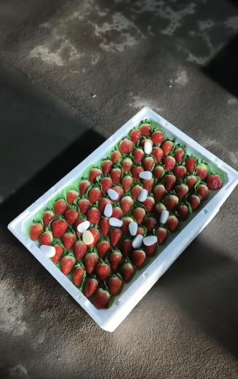 优质草莓妙香/久香/天仙醉草莓🍓基地直发一件代发可定制