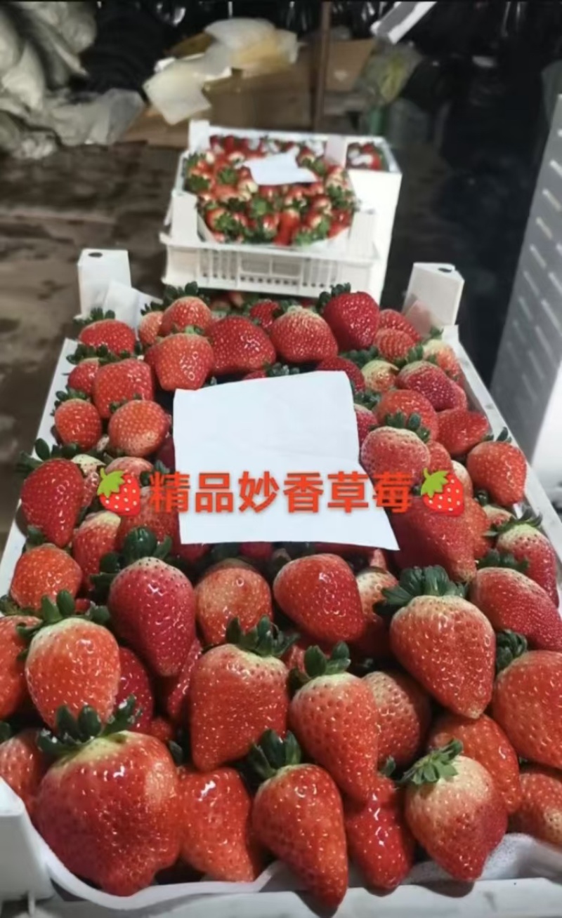 优质草莓妙香/久香/天仙醉草莓🍓基地直发一件代发可定制