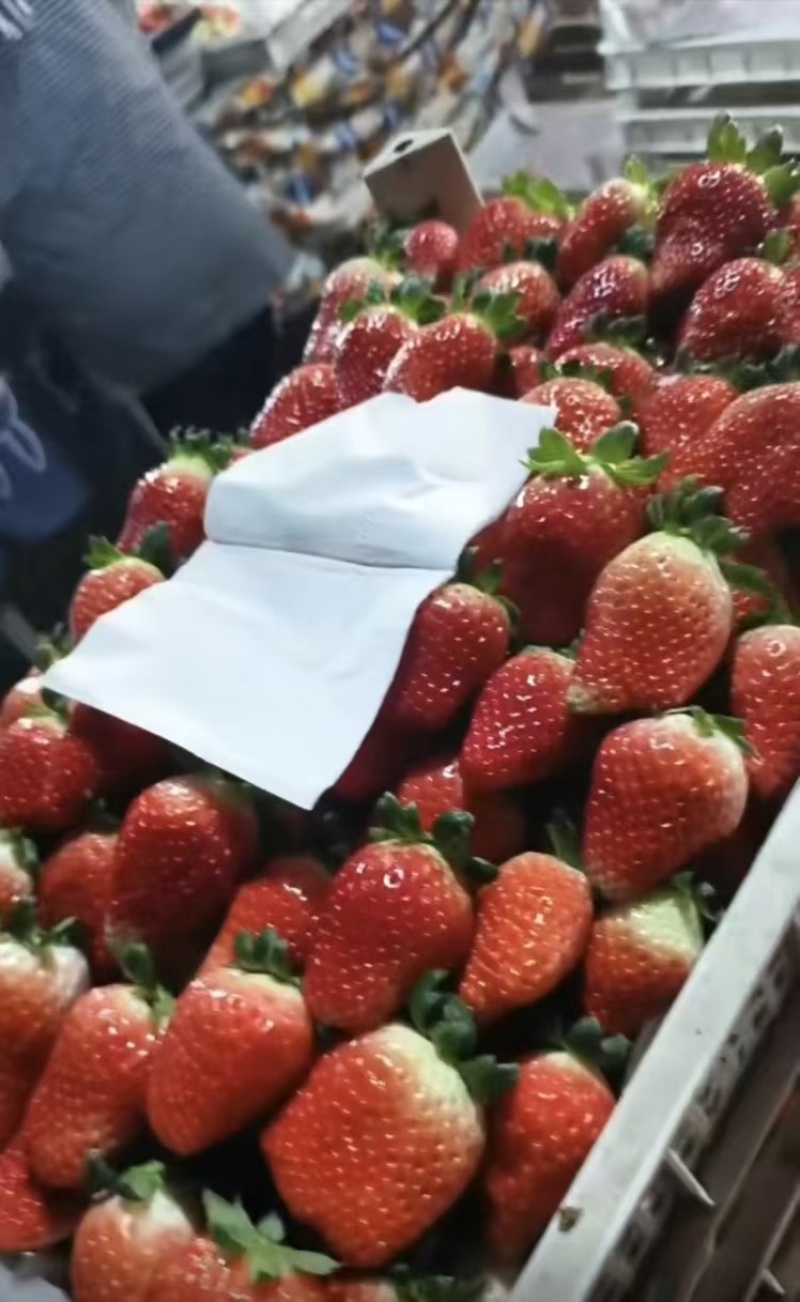 优质草莓妙香/久香/天仙醉草莓🍓基地直发一件代发可定制