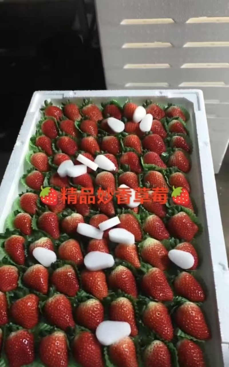 优质草莓妙香/久香/天仙醉草莓🍓基地直发一件代发可定制