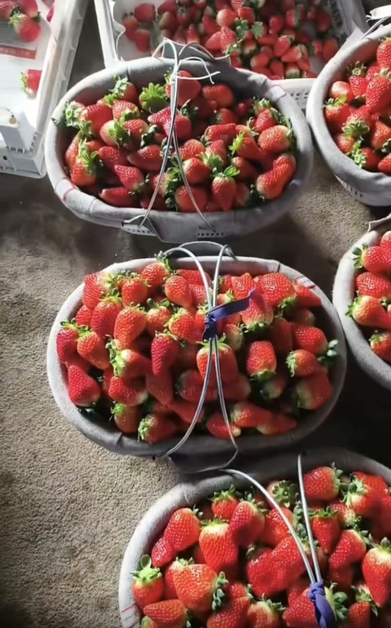 优质草莓妙香/久香/天仙醉草莓🍓基地直发一件代发可定制