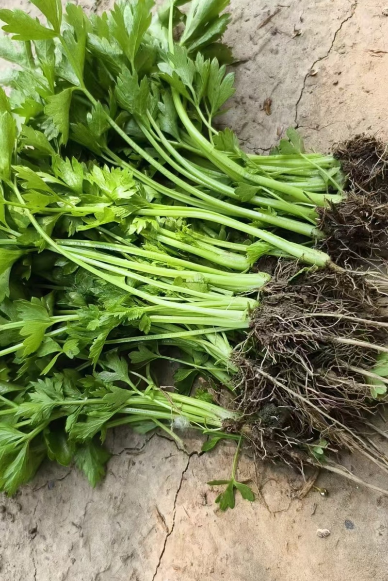 精品穴盘芹菜苗，地拔苗，大量有货保质保量