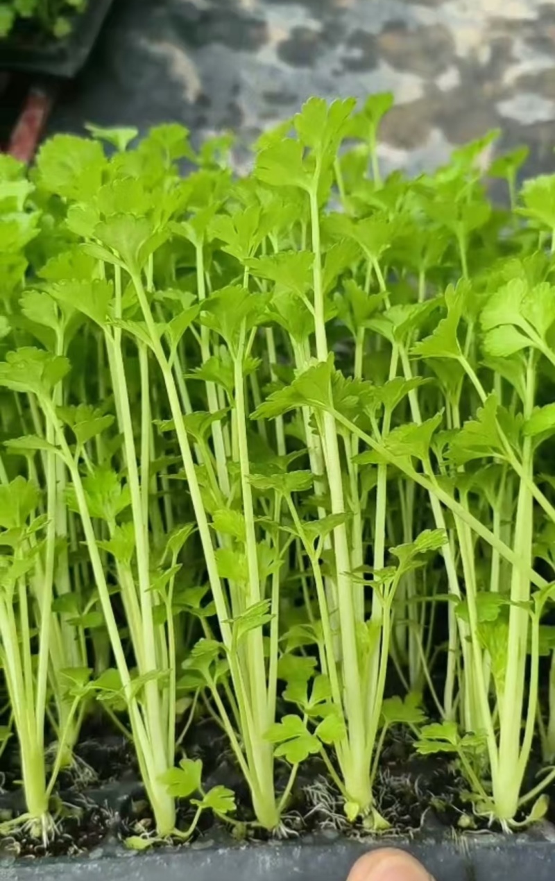 常年出售芹菜苗基地直发保质保量供货欢迎咨询选购