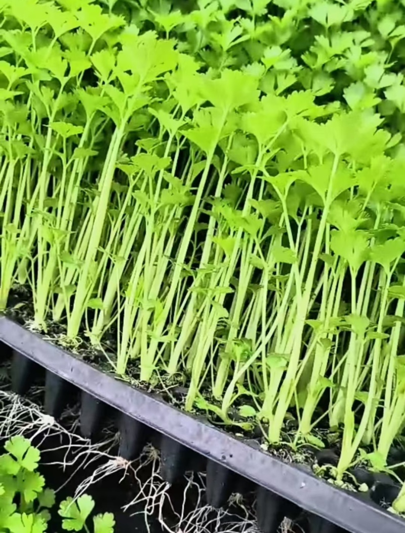 常年出售芹菜苗基地直发保质保量供货欢迎咨询选购