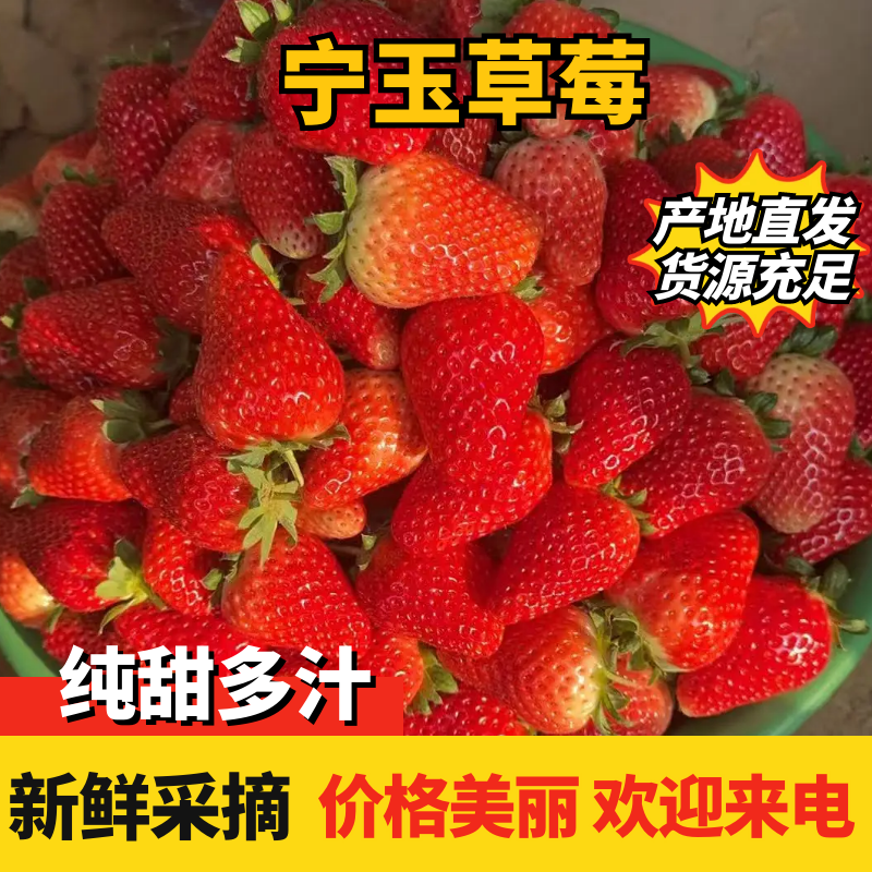 河南中牟宁玉草莓代发全国质量保证信誉第一