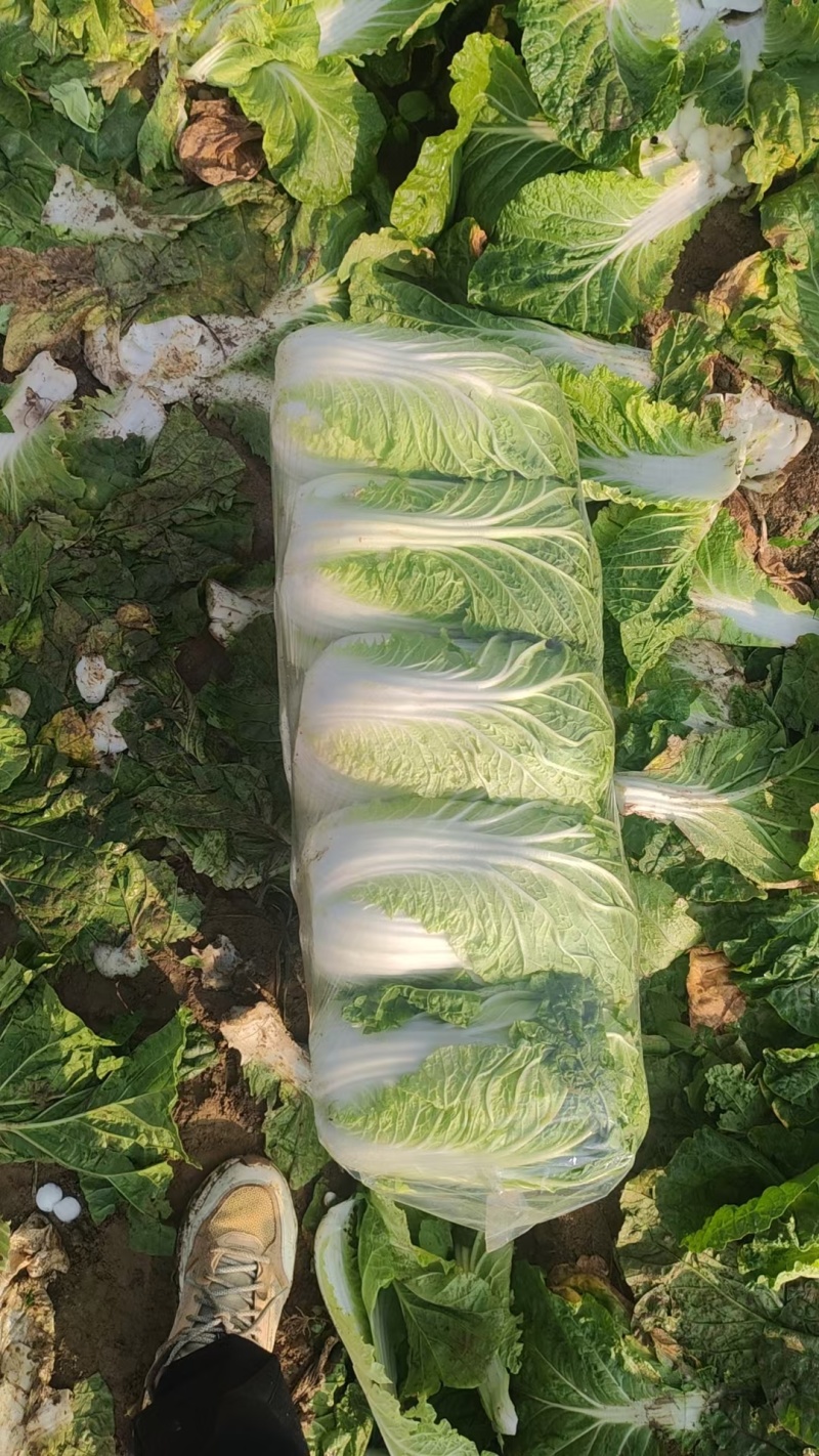 湖北天门精品黄心大白菜上市产地直发保质欢迎致电合作。