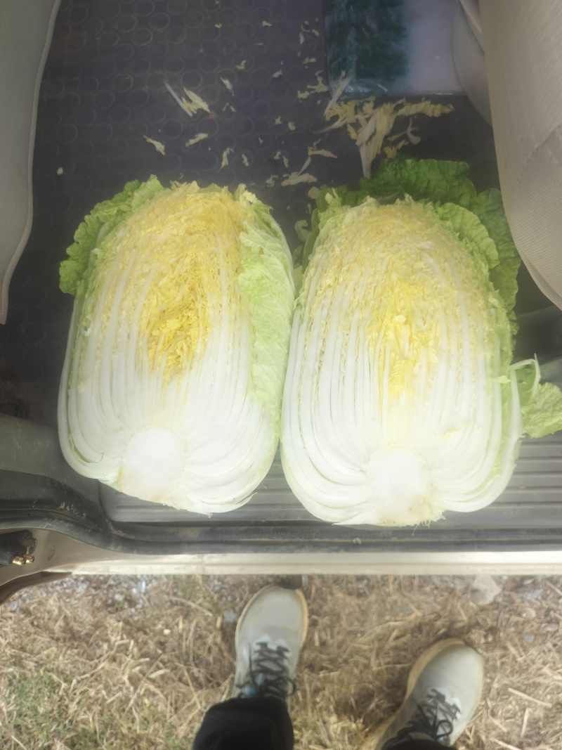 湖北天门精品黄心大白菜上市产地直发保质欢迎致电合作。