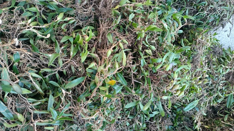 石橄榄大果石橄榄小果石橄榄中果石橄榄干货