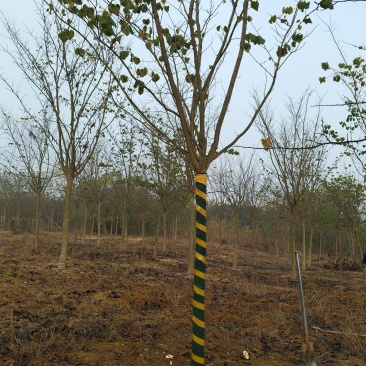 巨紫荆胸径:9cm、10cm基地有量，价格优惠，欢迎来订