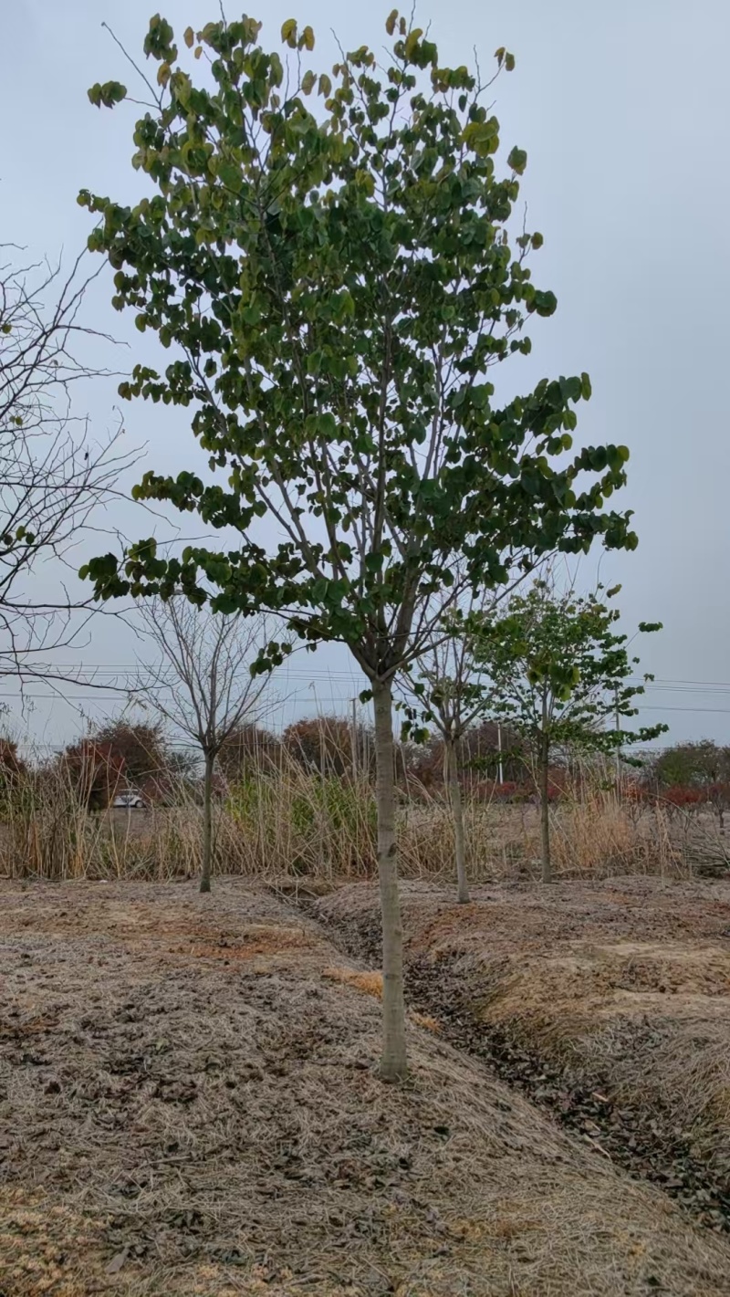 巨紫荆胸径:9cm、10cm基地有量，价格优惠，欢迎来订