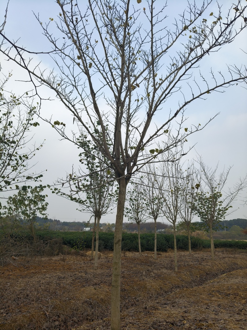 巨紫荆胸径:9cm、10cm基地有量，价格优惠，欢迎来订