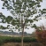 巨紫荆胸径:9cm、10cm基地有量，价格优惠，欢迎来订
