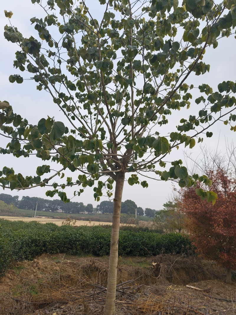 巨紫荆胸径:9cm、10cm基地有量，价格优惠，欢迎来订