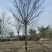 巨紫荆胸径:9cm、10cm基地有量，价格优惠，欢迎来订