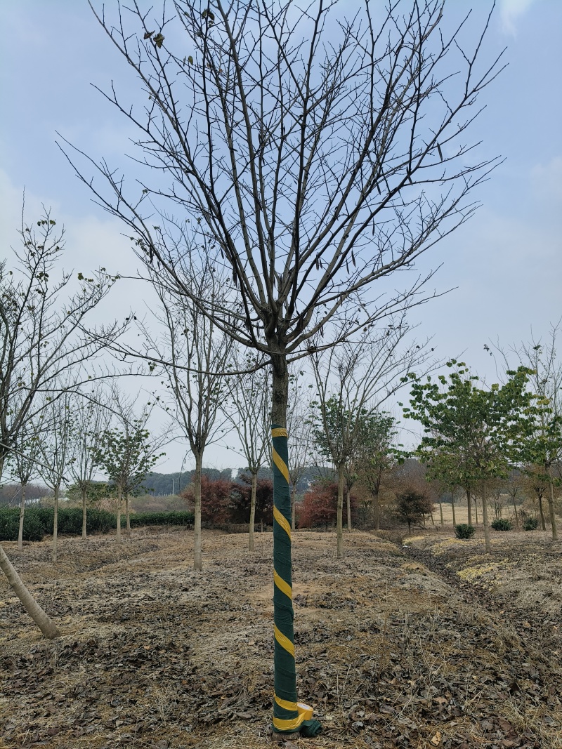 巨紫荆胸径:9cm、10cm基地有量，价格优惠，欢迎来订