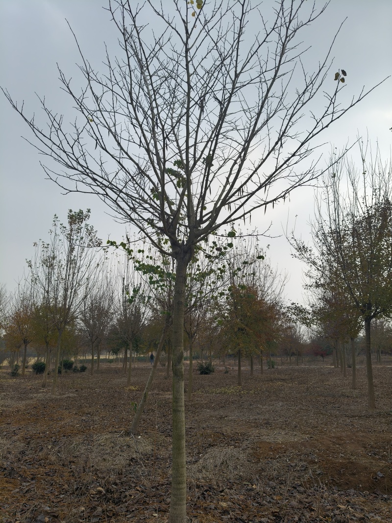 巨紫荆胸径:9cm、10cm基地有量，价格优惠，欢迎来订