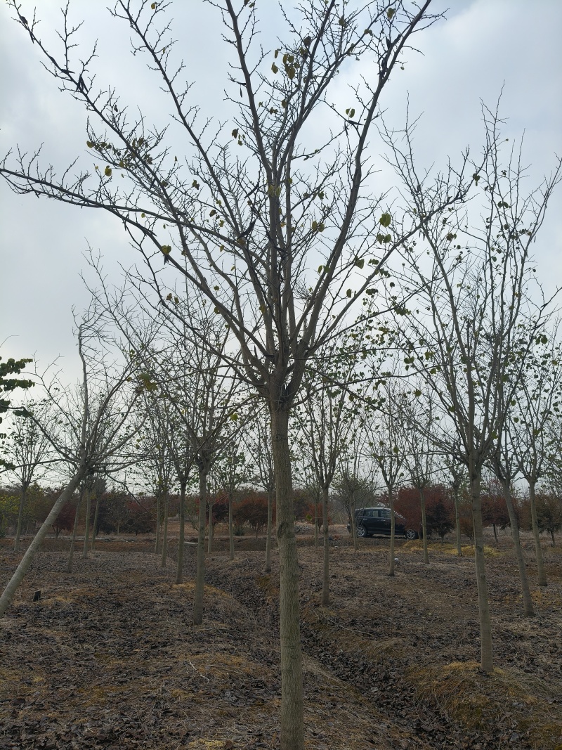 巨紫荆胸径:9cm、10cm基地有量，价格优惠，欢迎来订