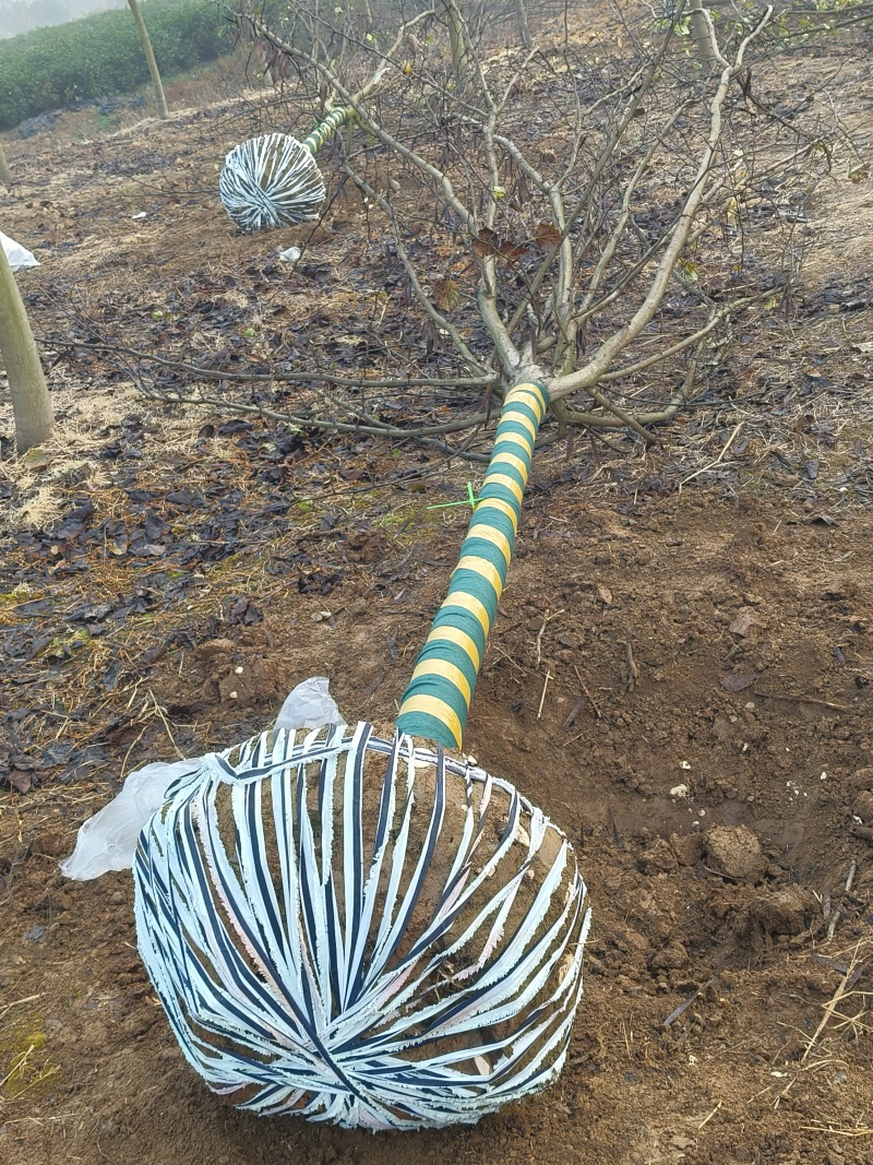 巨紫荆胸径:9cm、10cm基地有量，价格优惠，欢迎来订