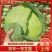 包菜京丰一号湖北扁包菜产地供应发支持全国发货