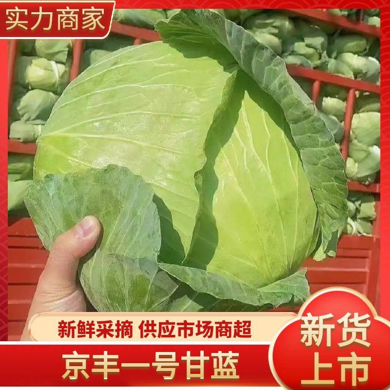 包菜京丰一号湖北扁包菜产地供应发支持全国发货
