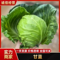 甘蓝圆包菜包菜湖北甘蓝精品圆包菜产地直发
