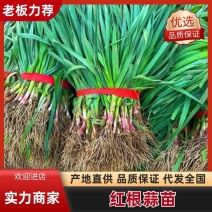 蒜苗红根蒜苗湖北宜昌蒜苗精品蒜苗产地发货一手货