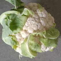 小白实花，直供市场和加工厂，全国发货，量大从优。