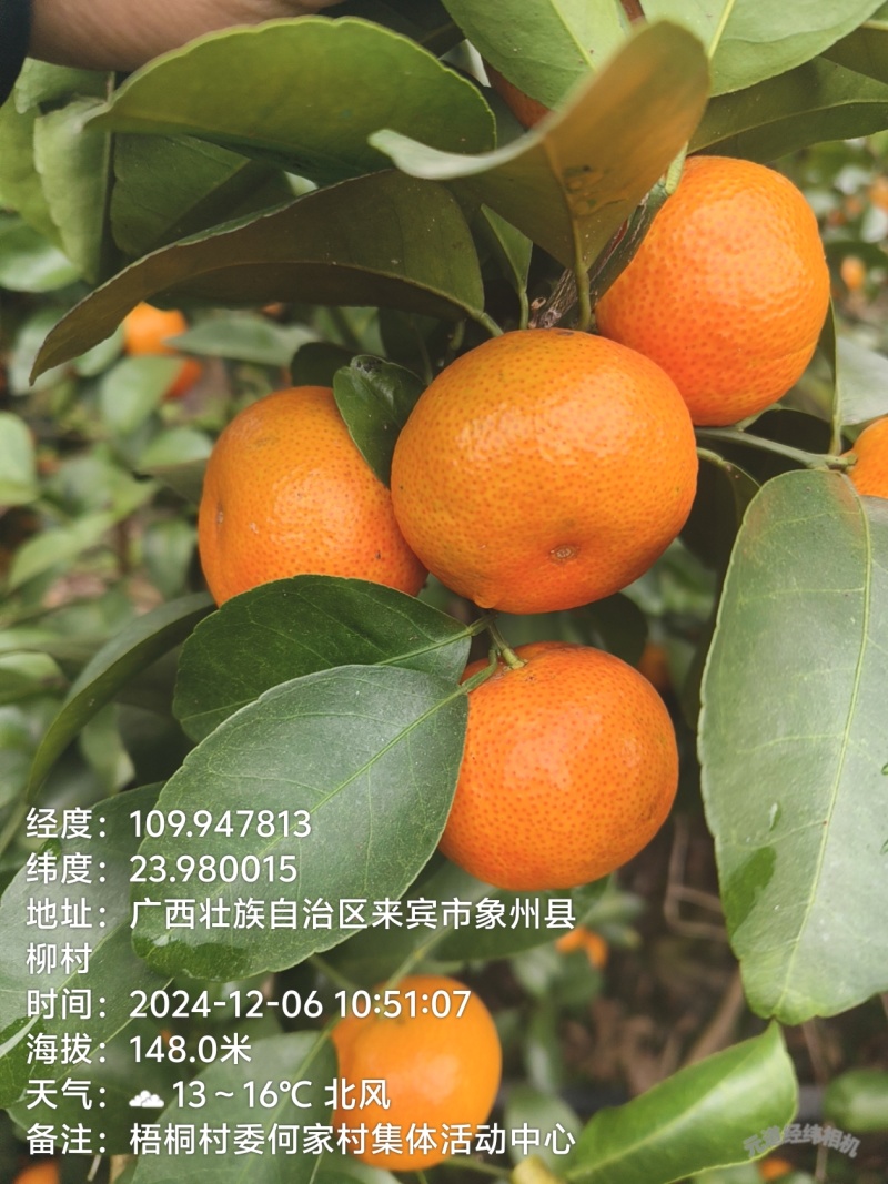 广西沙糖桔，量大优惠，质量保证，诚信经营，欢迎致电