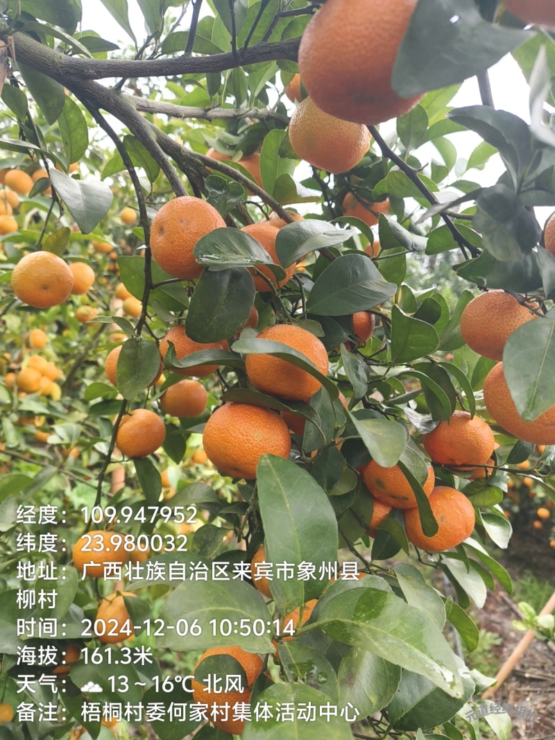 广西沙糖桔，量大优惠，质量保证，诚信经营，欢迎致电