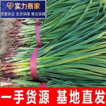 蒜苗红根蒜苗一点红蒜苗湖北蒜苗产地直发一手货