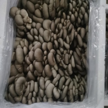 新鲜平菇