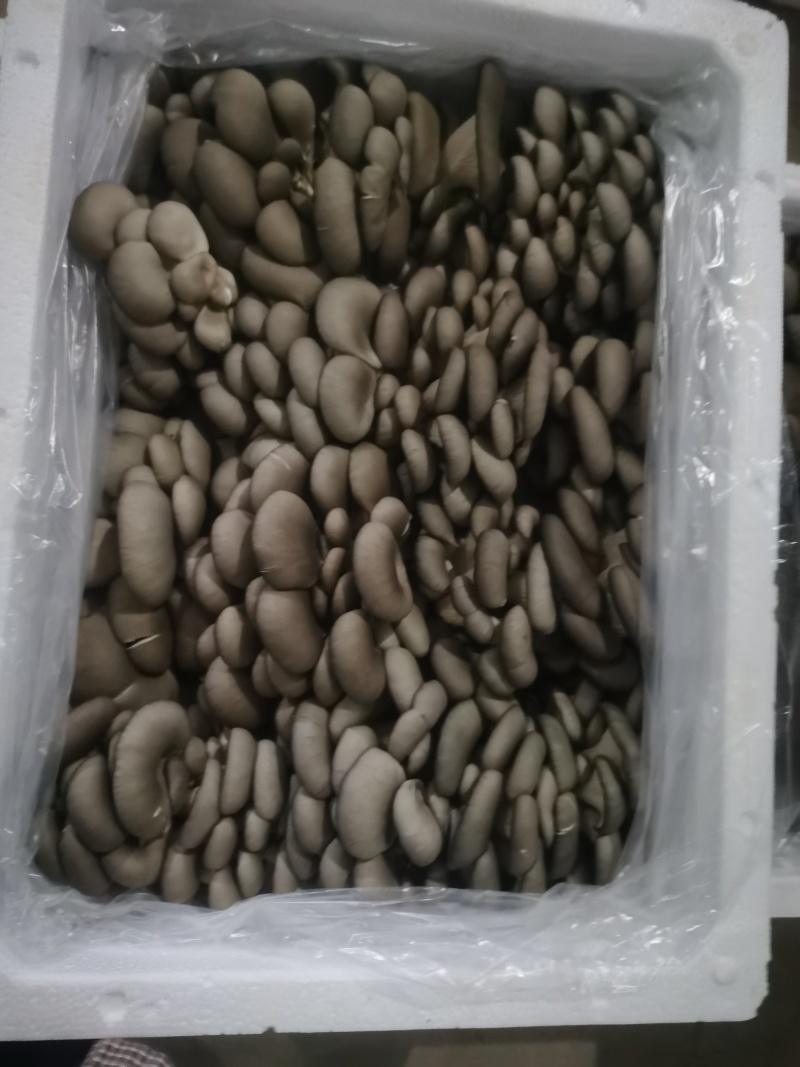 新鲜平菇