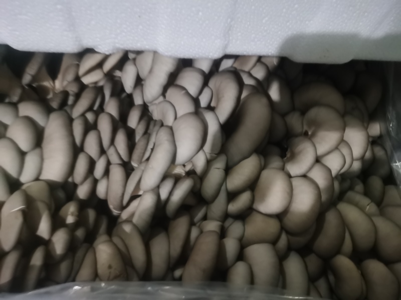 新鲜平菇