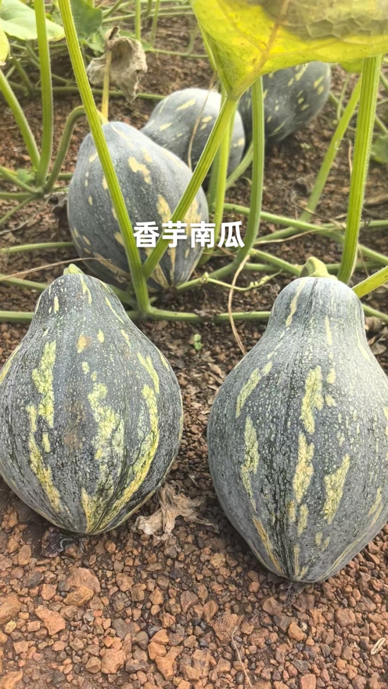 香芋小南瓜