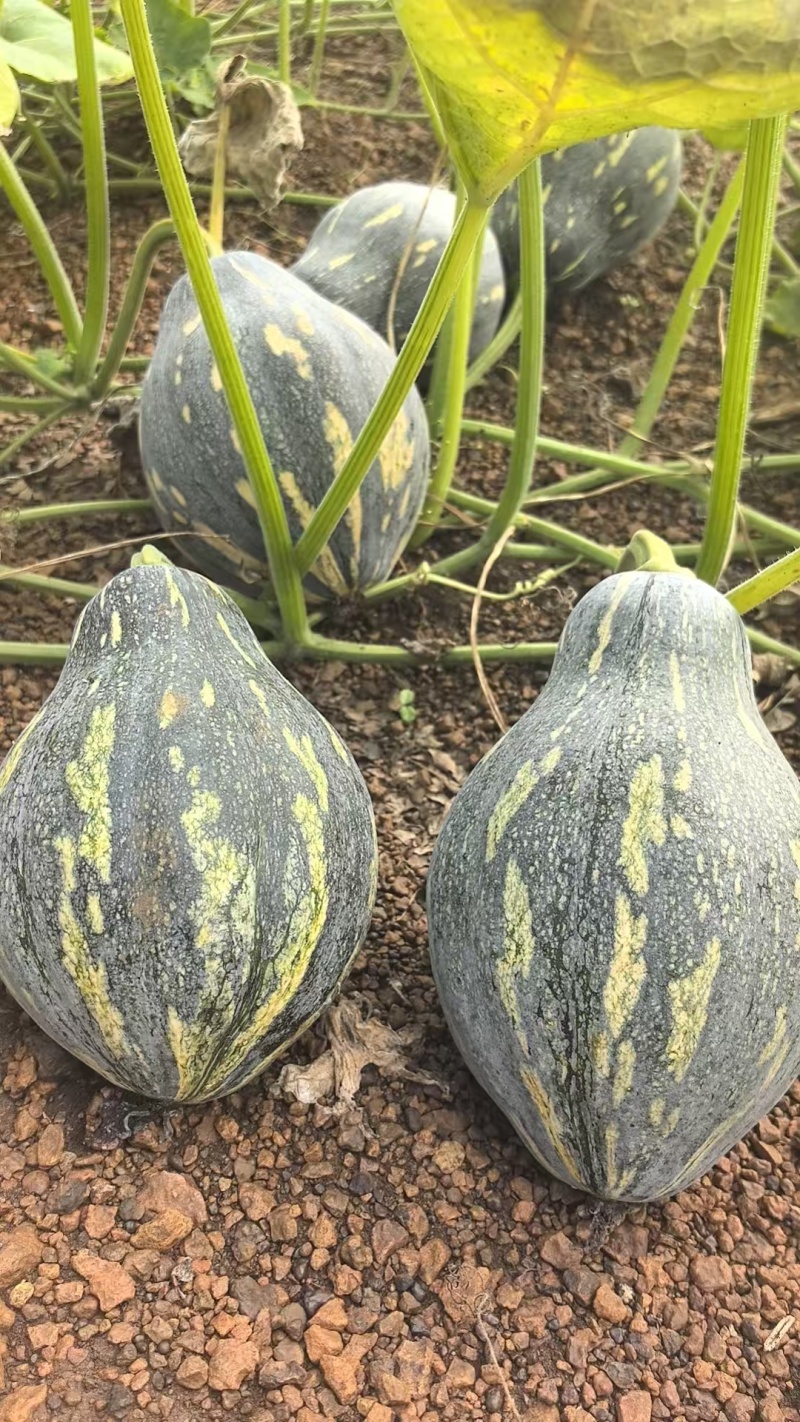 香芋小南瓜