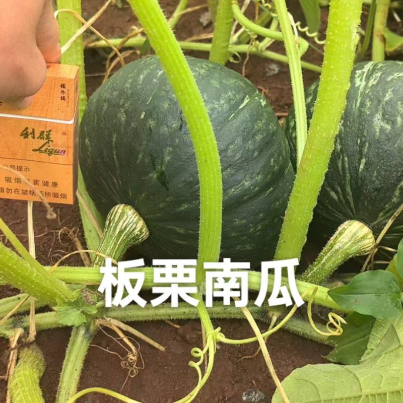 板栗小南瓜