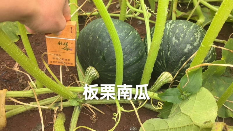 板栗小南瓜